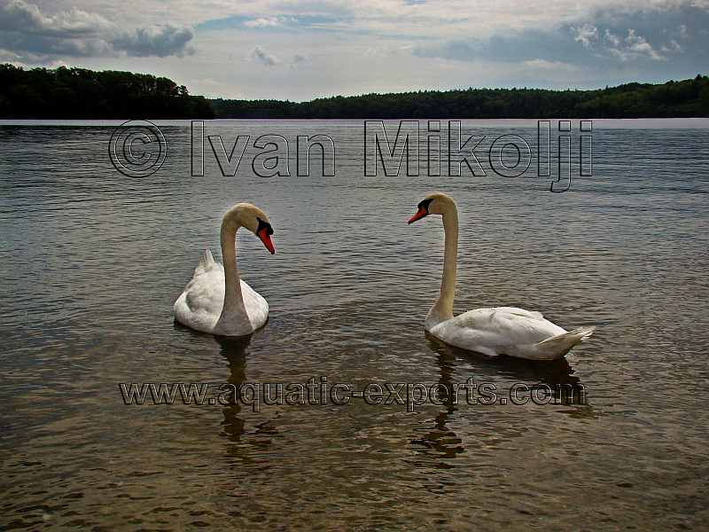 common swan